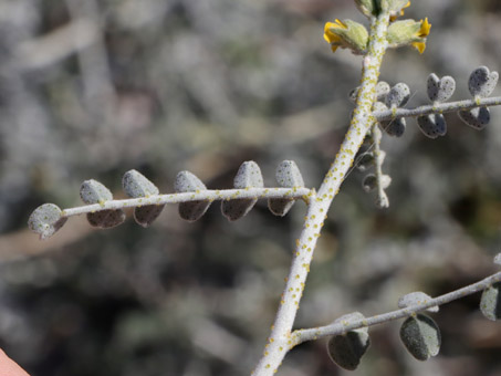 Gulf Dunebroom leaves