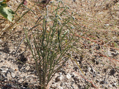 Beetle spurge plant