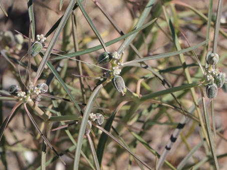 Beetle spurge flowers and fruit