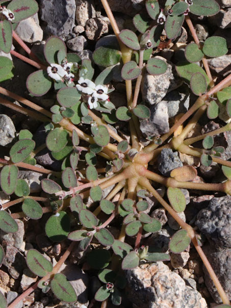 Louse spurge flowers