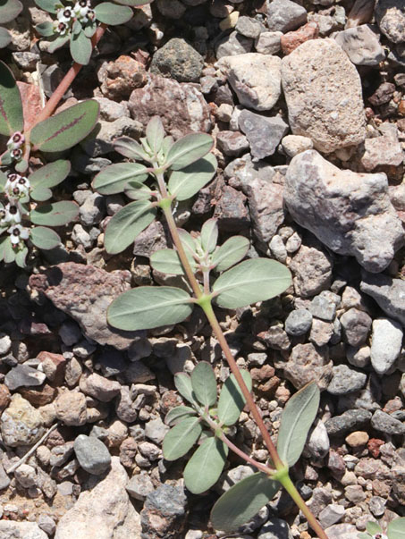 Louse spurge leaves