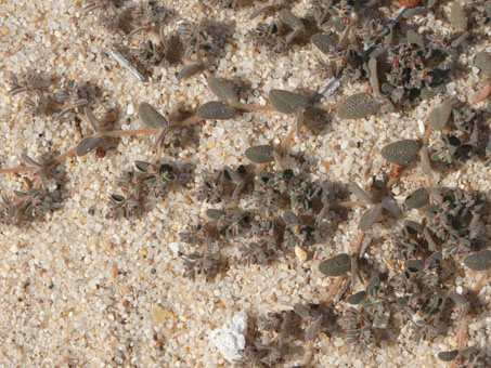 Gulf sandmat closeup