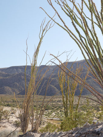 Ocotillo stems