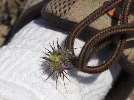 Huizapol pegado en el zapato