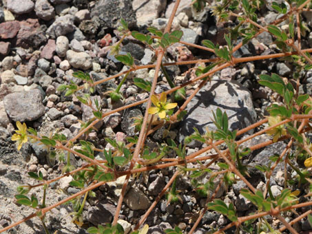 California Caltrop flowers