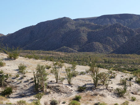 Desert scene