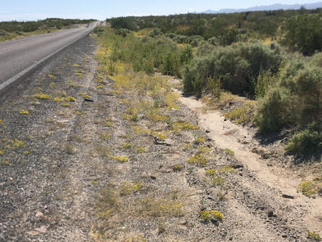 Manzanilla del Coyote a lado de la carretera