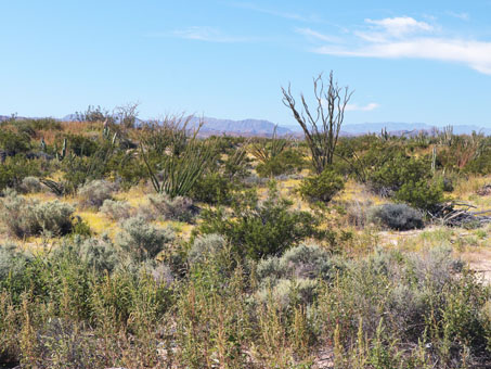 Desert view near San Felipe