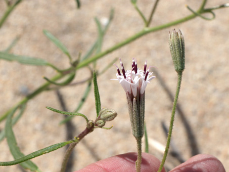 Spanish needle flowers