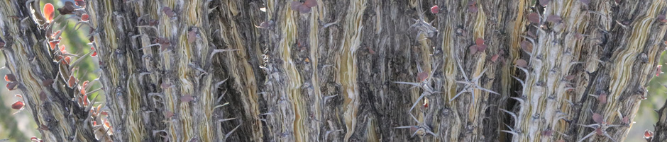 Tallos de Ocotillo