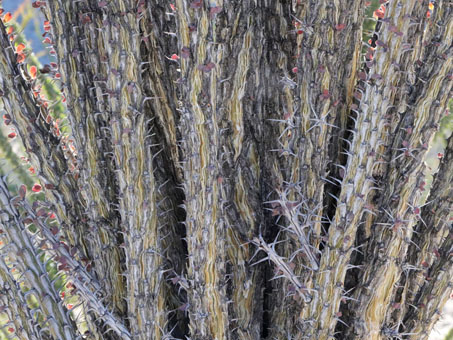 Ocotillo stems