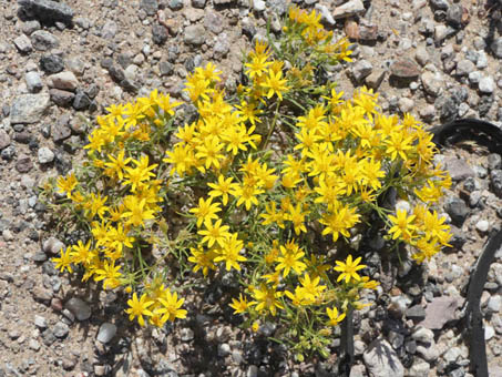 Desert chinchweed habit