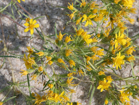 Desert chinchweed