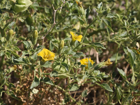 Baja California Groundcherry