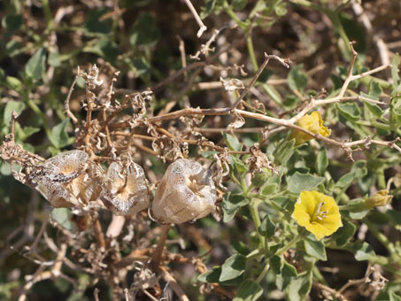 Baja California Groundcherry