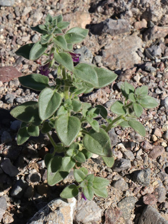 Canyon Snapdragon plant