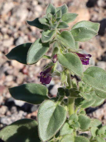 Flores de Canyon Snapdragon