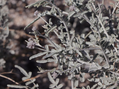 Dyebush leaves