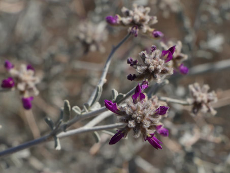 flores de Árbusto Índigo