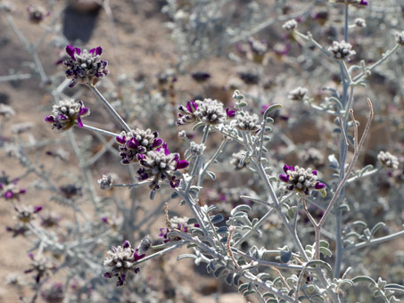 Dye bush with flowers