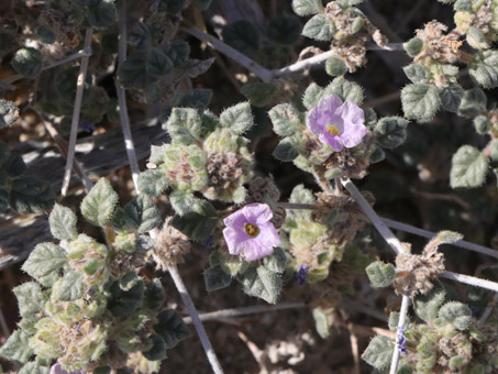 Flores de Palmer Crinklemat