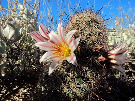 Mammillaria flowers