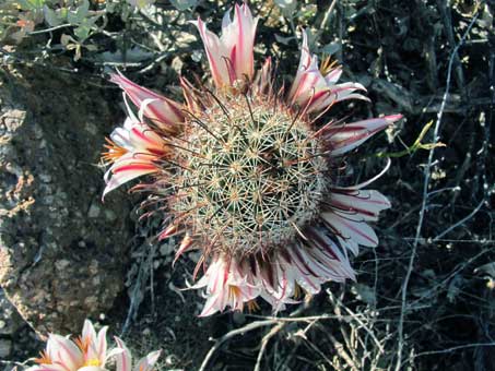 flores de Mammillaria