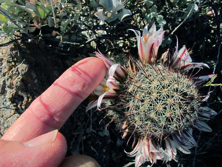 Mammillaria flowers