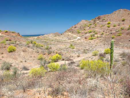 trees blooming on hillsides