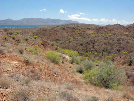 trees blooming on hillsides