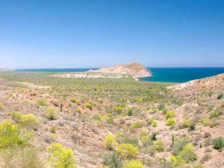 Palo verde in bloom