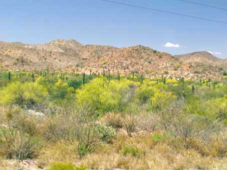 Palo verde in bloom