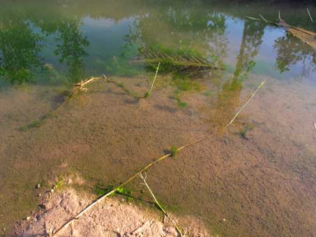 Arundo taking root in river