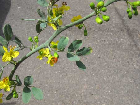 Leaves and flowers of Parkinsonia florida