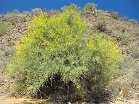 Parkinsonia x sonorae