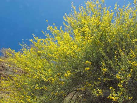 Branches of Parkinsonia x sonorae