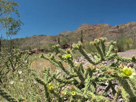 Tallos y flores de cholla barbona