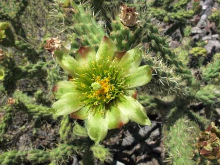 Flower of Cholla barbona