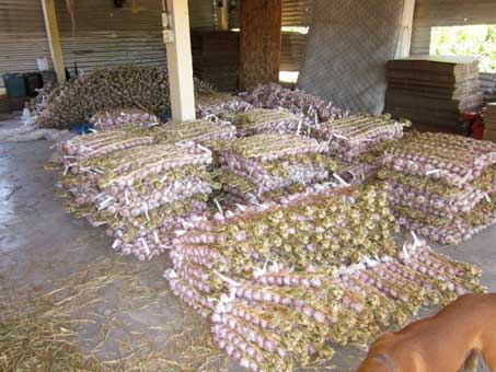 trenzas de ajo