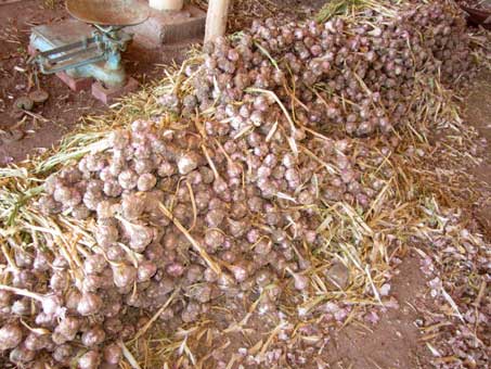 Garlic ready for braiding