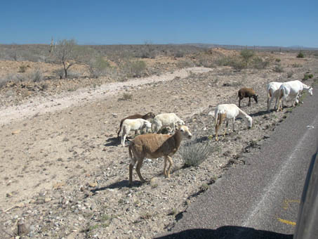 Los chivos