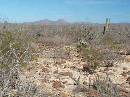 Xeric vegetation