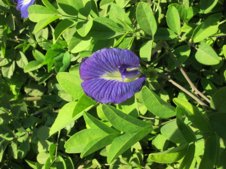 Clitoria