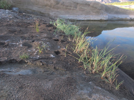 Plantas en la ribera