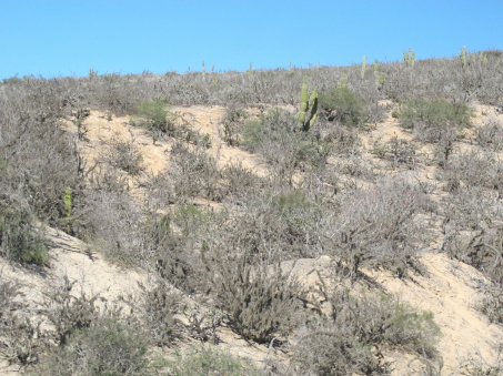 Xeric vegetation