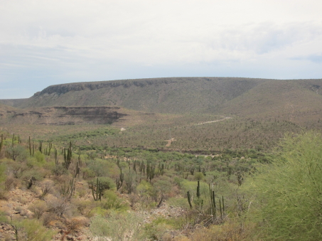 Vegetación de la Sierra la Giganta