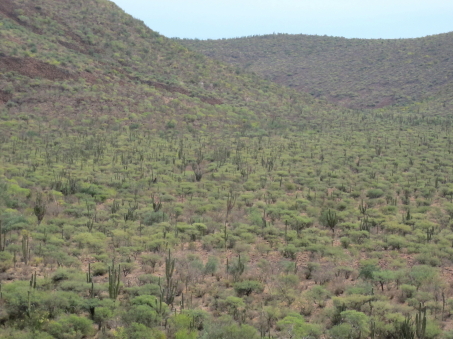 Vegetación de la Sierra la Giganta