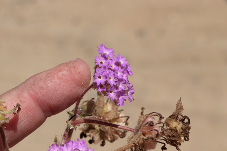 Desert sand verbena flowers and fruit