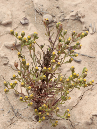 Amblyopappus pusillus