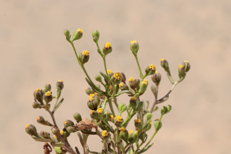 Amblyopappus pusillus